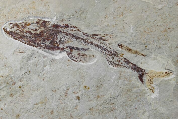 Cretaceous Predatory Fish (Eurypholis) - Hakel, Lebanon #173156
